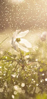 Close-up of flowers in a sunlit meadow with sparkling dewdrops.