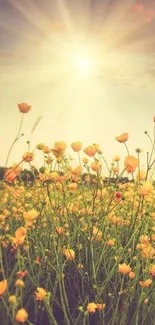 Sunlit flower field with orange blooms and radiant sky.