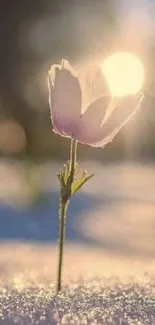 A single flower glowing in warm sunlight on a tranquil mobile wallpaper.