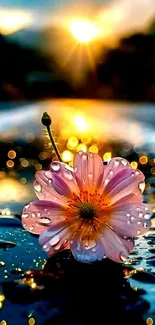 Beautiful flower reflects in water at sunset with warm golden glow.