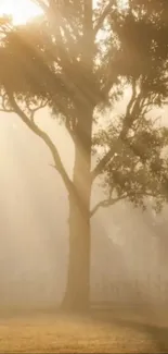 Serene mobile wallpaper with sunlit tree and foggy backdrop for nature lovers.