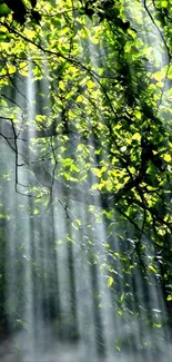 Sunlit forest canopy with green leaves and sunlight filtering through.