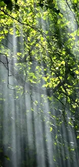 Sunlight streams through green forest canopy in tranquil mobile wallpaper.