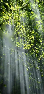 Sunlit forest canopy with light rays through green leaves.