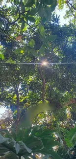 Sunlight filters through a lush green forest canopy.