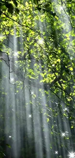 Sunlit forest canopy with green leaves and sunlight rays streaming through.