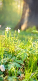 Sunlit forest floor with green leaves and flowers wallpaper.