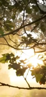 Sun shining through forest leaves, creating a peaceful and warm scene.