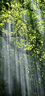 Sunlit forest foliage with rays of sunlight streaming through leaves.