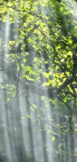 Sunlit forest with rays piercing through green leaves.