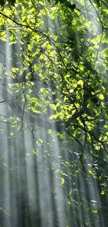 Sunlit forest with green leaves and light rays creating a serene mobile wallpaper.