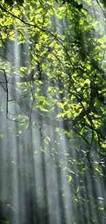 Sunlight streaming through green forest leaves creates a serene mobile wallpaper.