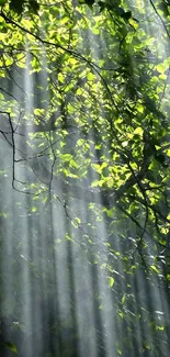 Sunlit forest leaves with rays of light creating a serene wallpaper scene.