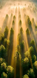 Sunlit forest with mist covering treetops, creating a serene and calming view.