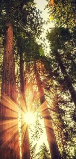 Sunlit forest with tall trees and bright sunlight filtering through the branches.