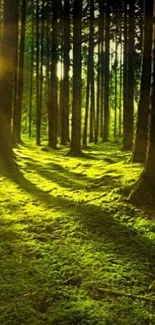 Sunlit forest with tall trees casting golden light on the green forest floor.