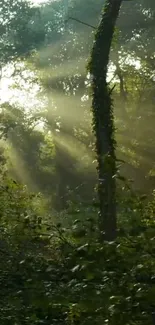 Sunlit forest scene with rays filtering through trees.