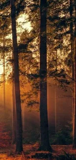 Sunlit forest with tall trees and warm golden light for mobile wallpaper.