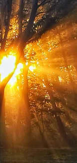 Beautiful forest with sunlight streaming through trees, creating a golden glow.