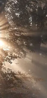 Sunlit forest with beams of light through trees in a tranquil setting.