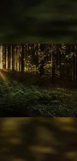 Sunlight streaming through forest trees, creating a serene mobile wallpaper scene.