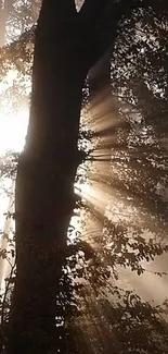 Forest with sunbeams filtering through trees, creating a serene atmosphere.