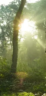 Sunlight streaming through a lush green forest, creating a peaceful nature scene.