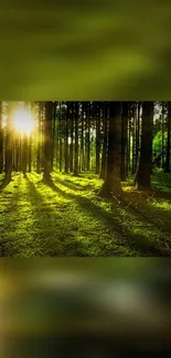 Sunlit forest with sunlight streaming through trees casting shadows on the ground.