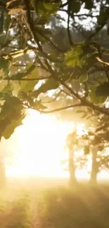 Sunlit morning forest with leaves and soft light.