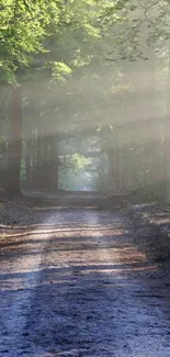 Sunlit forest path with light beams through trees.