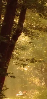 Sunlit forest path with trees and golden light.