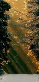 Sunlit path in a green forest with rays casting through snowy trees.