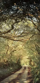 Sunlit path through dense forest with green foliage overhead.