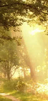 Sunlit forest path with golden light and lush green leaves.