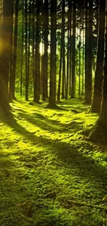 Sunlit forest path with lush green foliage and tall trees.