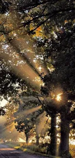 Sunlight streaming through trees on a peaceful forest path.