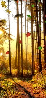 Sunlit forest path with golden hues and tall trees, capturing morning light.