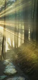 Sunlit forest path with bright rays through trees.