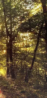 Serene forest pathway with sunlight filtering through trees.