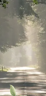 Sunlit forest road with mist and greenery.