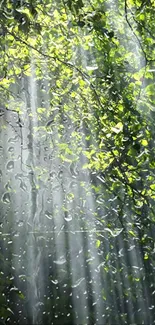 Sunlight streaming through lush green forest leaves.