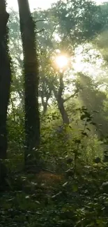 Sunlight filtering through forest trees, creating a serene ambiance.