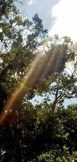 Sunlit forest scene with sun rays filtering through trees.