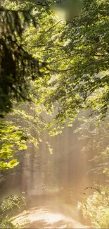 Sunlit forest trail with lush green foliage.