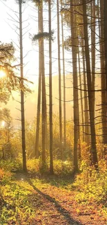 Sunlit forest trail with golden light filtering through the trees.