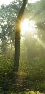 Sunlight streaming through forest trees, creating a tranquil scene.