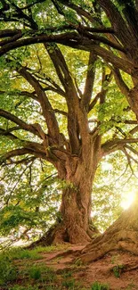 Lush forest tree with sunlight streaming through green leaves.