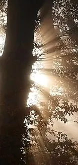 Sunlight filtering through forest trees with golden rays.