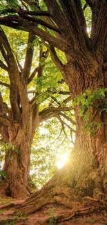 Sunlit forest trees with vibrant green leaves.