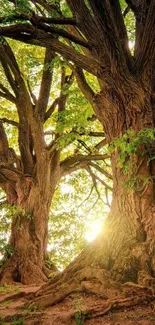 Sunlit forest with towering trees and lush greenery in the background.